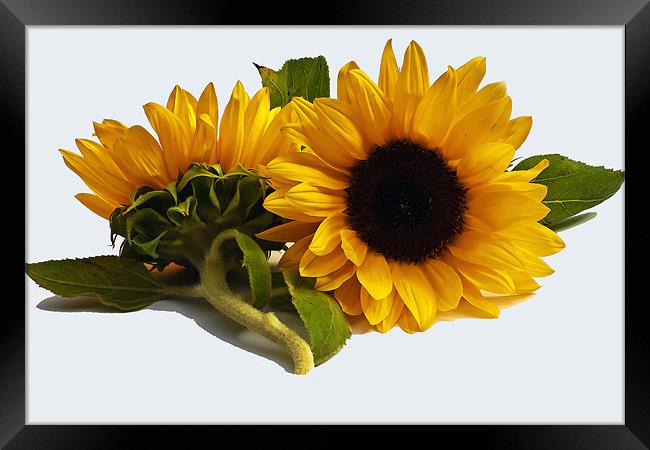 Sunflowers Framed Print by Doug McRae