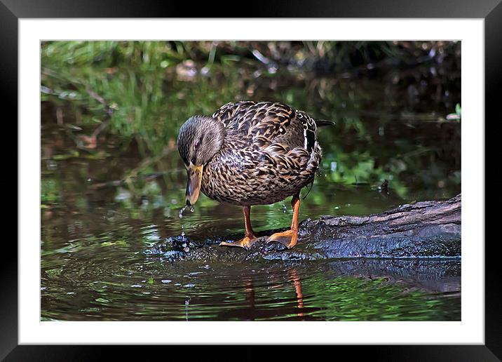 Thirsty work Framed Mounted Print by Doug McRae