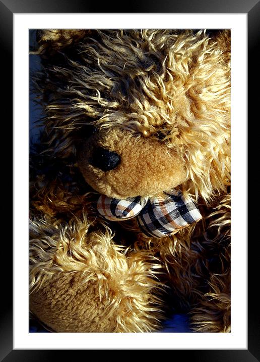 Teddy bear Framed Mounted Print by Doug McRae