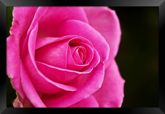 Rose (rosa) Framed Print by Doug McRae
