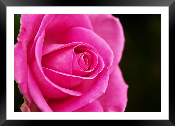 Rose (rosa) Framed Mounted Print by Doug McRae