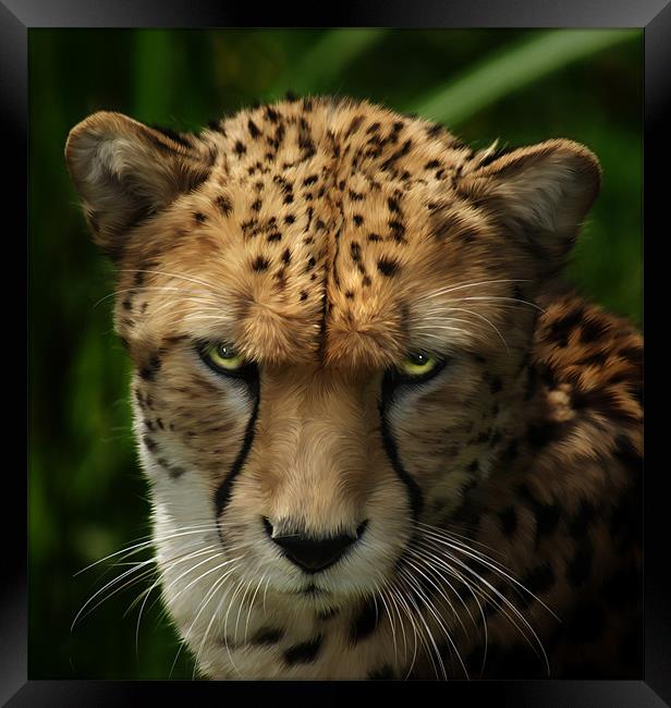 Cheetah ~ Acinonyx Jubatus Framed Print by Sandi-Cockayne ADPS