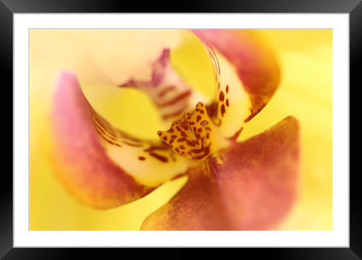 Phalaenopsis - Orchid Framed Mounted Print by Sandi-Cockayne ADPS