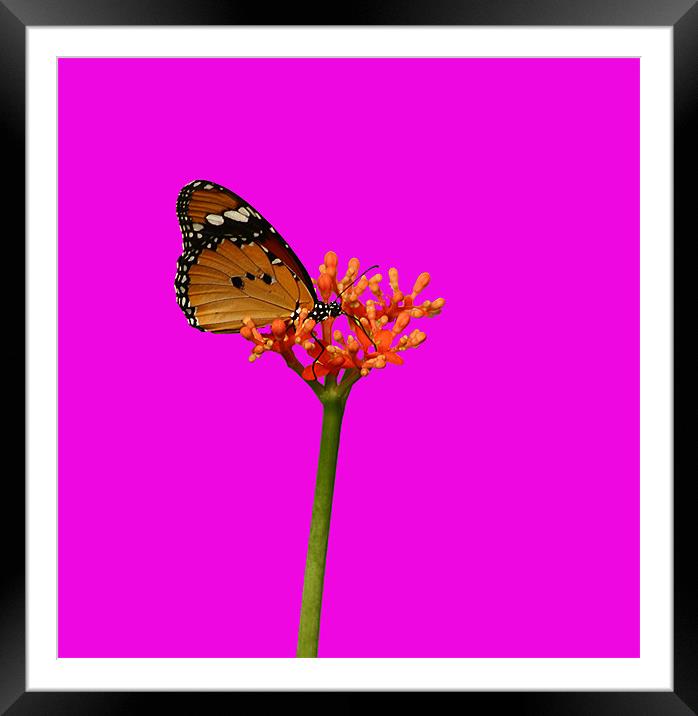 Butterfly In Shocking Pink! Framed Mounted Print by Sandi-Cockayne ADPS