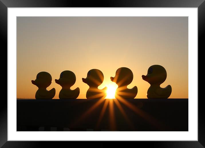 Duck Fun In The Sun! Framed Mounted Print by Sandi-Cockayne ADPS