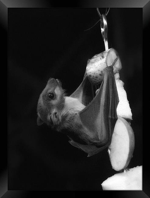 Egyptian Fruit Bat (Monochrome) Framed Print by Sandi-Cockayne ADPS