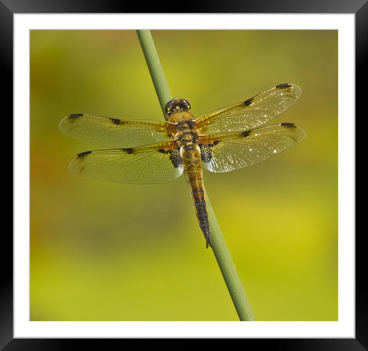 Four Spotted Chaser Framed Mounted Print by Sandi-Cockayne ADPS