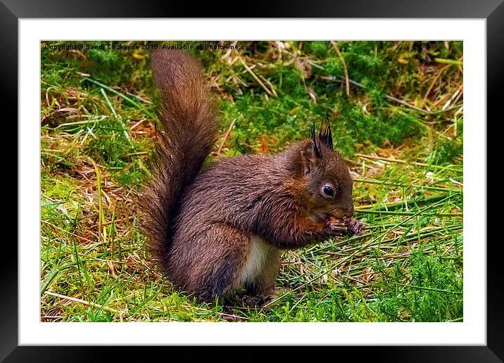 Red Squirrel, eating nuts. Framed Mounted Print by Sandi-Cockayne ADPS