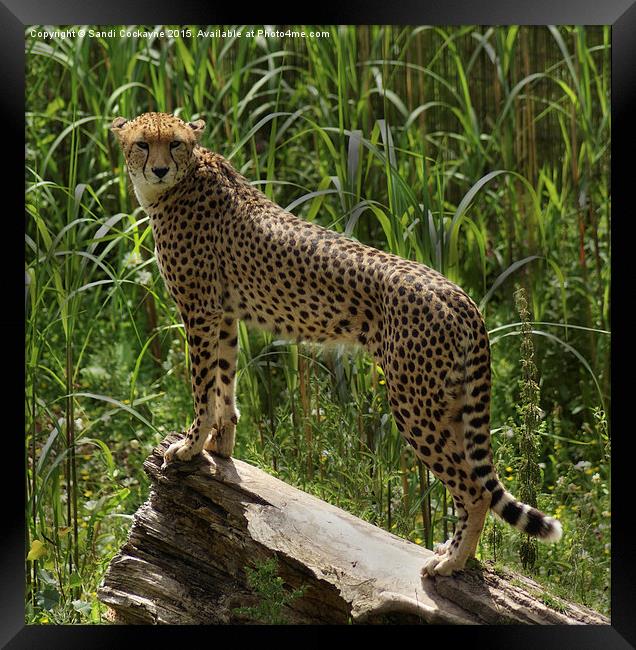  Cheetah - Acinonyx jubatus Framed Print by Sandi-Cockayne ADPS