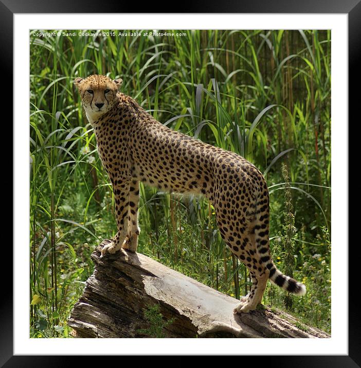  Cheetah - Acinonyx jubatus Framed Mounted Print by Sandi-Cockayne ADPS