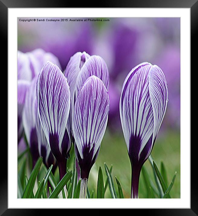  Spring Purple Crocus Framed Mounted Print by Sandi-Cockayne ADPS