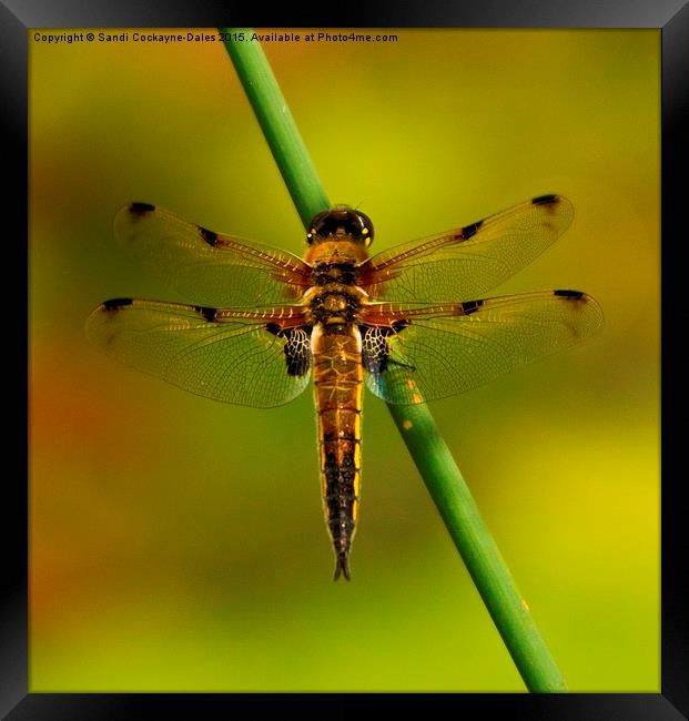 Four Spotted Chaser Dragonfly Framed Print by Sandi-Cockayne ADPS