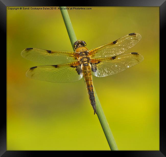 Four Spotted Chaser Dragonfly II Framed Print by Sandi-Cockayne ADPS