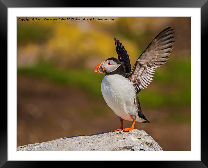  In A Flap, At Inner Farne! Framed Mounted Print by Sandi-Cockayne ADPS
