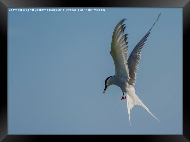  In Flight Arctic Tern Framed Print by Sandi-Cockayne ADPS