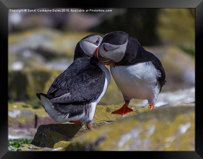  Puffins In Love Framed Print by Sandi-Cockayne ADPS