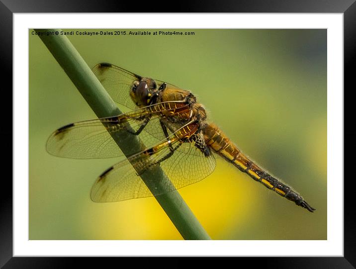  Four Spotted Chaser Framed Mounted Print by Sandi-Cockayne ADPS