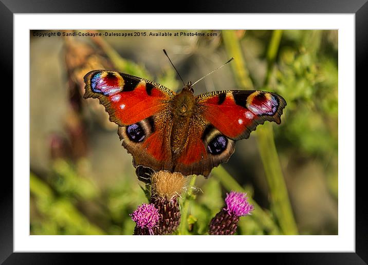  Peacock Butterfly Framed Mounted Print by Sandi-Cockayne ADPS