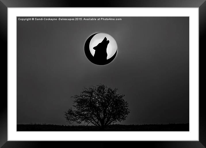  Howling Wolf Framed Mounted Print by Sandi-Cockayne ADPS