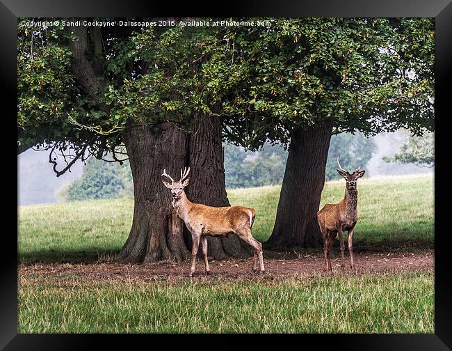  Young Buck Roe  Deer Framed Print by Sandi-Cockayne ADPS