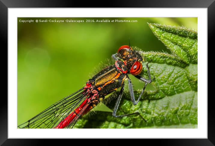 Detail Of Male Red Damselfly Framed Mounted Print by Sandi-Cockayne ADPS
