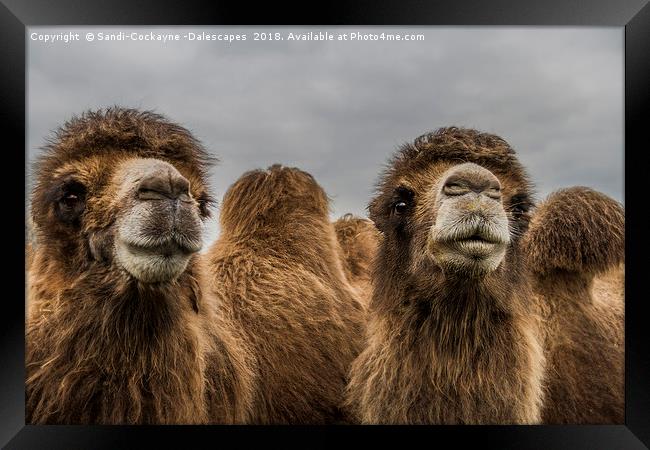 Bactrian Camels Framed Print by Sandi-Cockayne ADPS