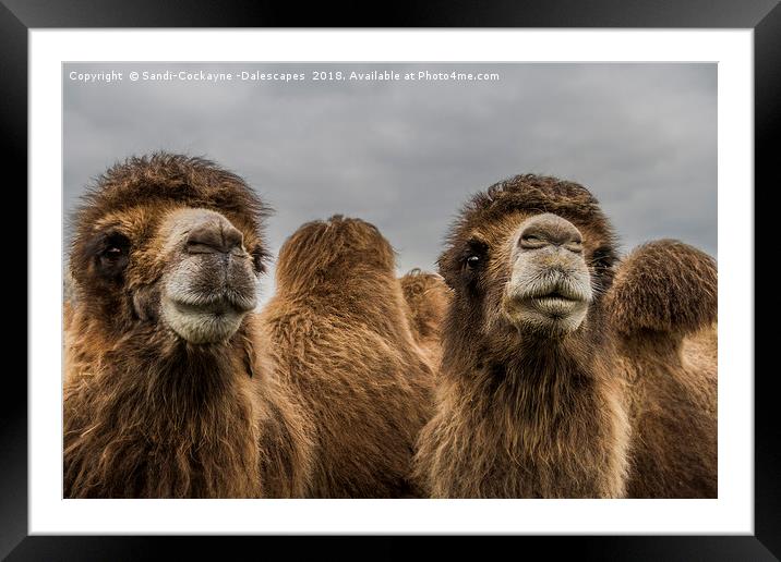 Bactrian Camels Framed Mounted Print by Sandi-Cockayne ADPS