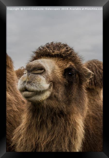 Smile! Framed Print by Sandi-Cockayne ADPS