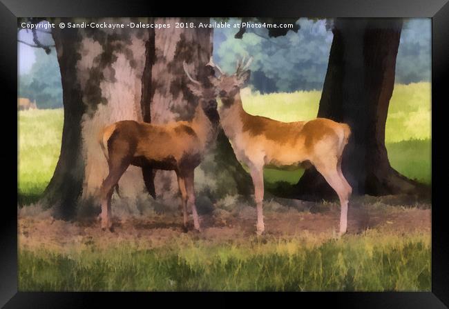 Buck Deer Painterly Framed Print by Sandi-Cockayne ADPS