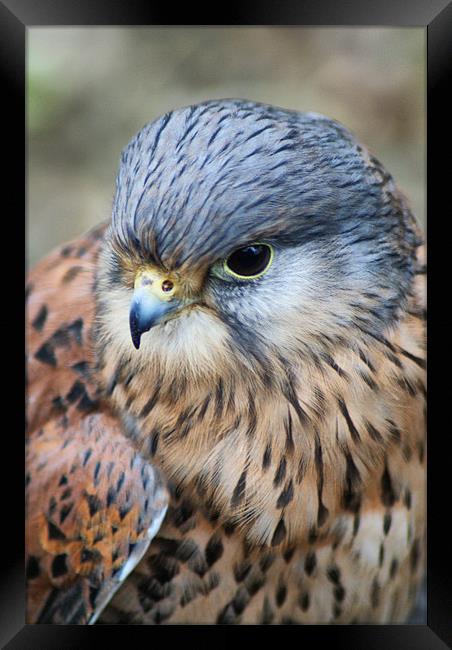 Kestrel Portrait Framed Print by Sandi-Cockayne ADPS