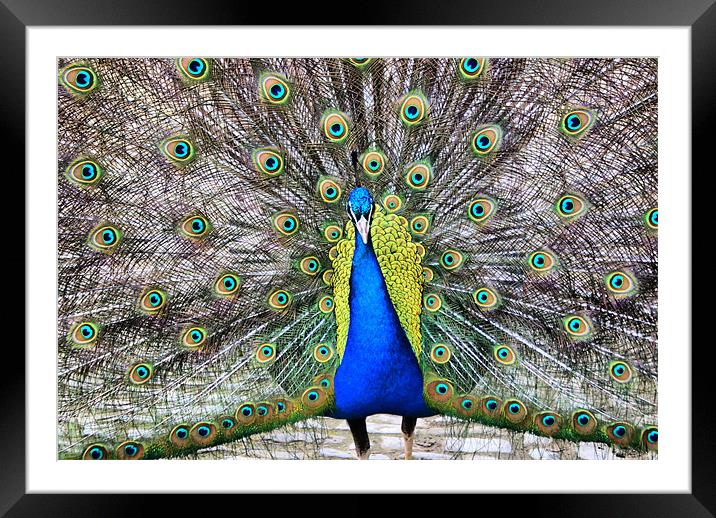 Peacock In All His Splendour Framed Mounted Print by Sandi-Cockayne ADPS