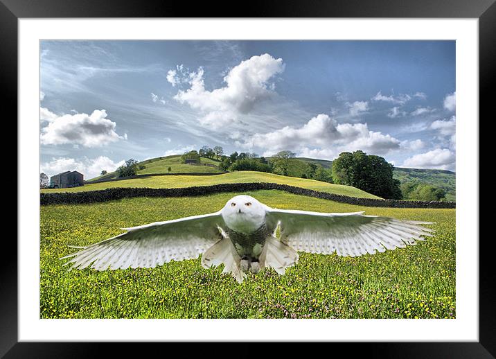 Dalescape ~ Snowy Owl/The Dales Composition Framed Mounted Print by Sandi-Cockayne ADPS