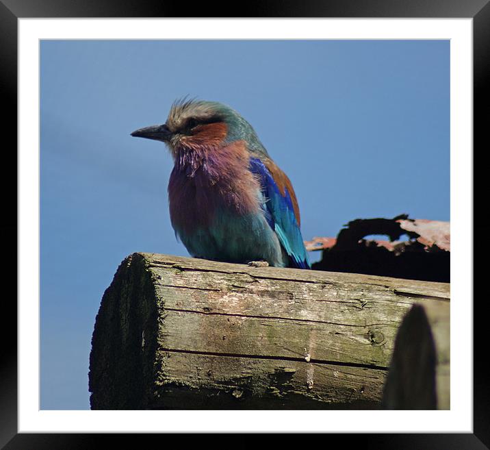 Lilac Breasted Roller Framed Mounted Print by Sandi-Cockayne ADPS