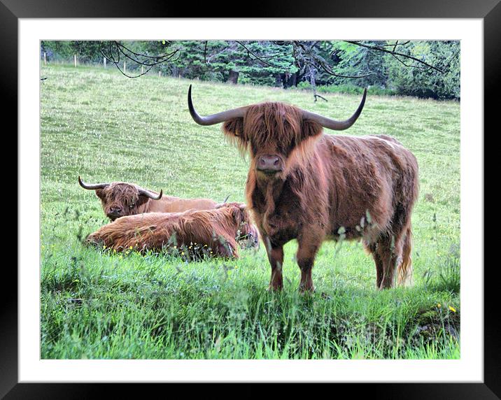 Longhorned Scottish Highland Cows Framed Mounted Print by Sandi-Cockayne ADPS