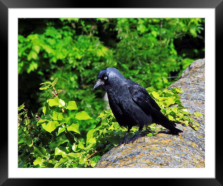  Jackdaw Framed Mounted Print by Colin irwin