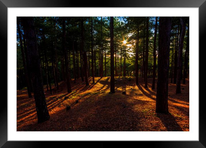 Formby Pinewoods Framed Mounted Print by Colin irwin