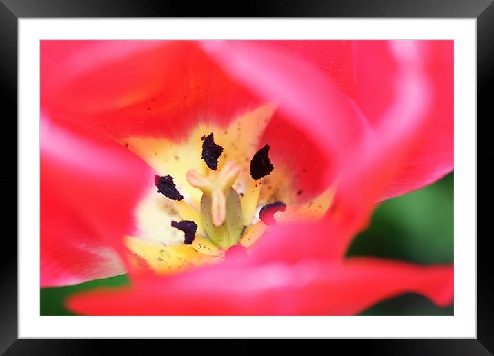 Tulip Framed Mounted Print by piera catalano