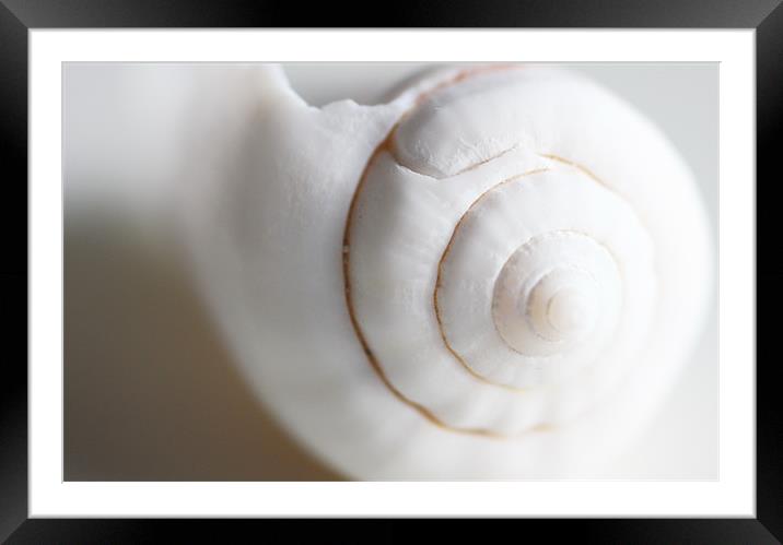 Shell 2 Framed Mounted Print by piera catalano