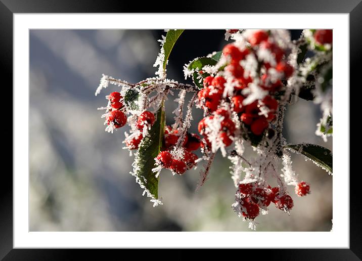 Winter Berries Framed Mounted Print by piera catalano