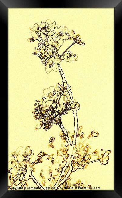 Delicate Blossom Framed Print by Samantha Higgs