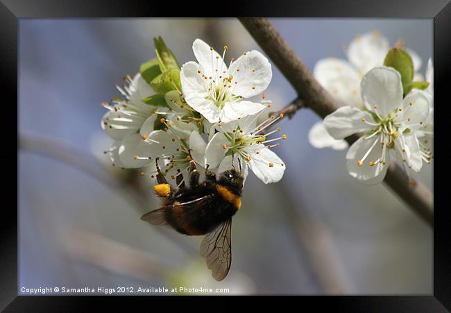 Bee In Spring Framed Print by Samantha Higgs
