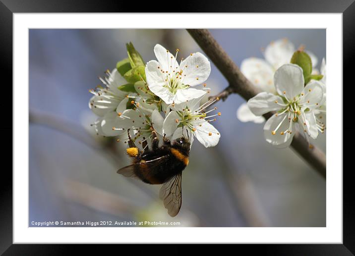 Bee In Spring Framed Mounted Print by Samantha Higgs