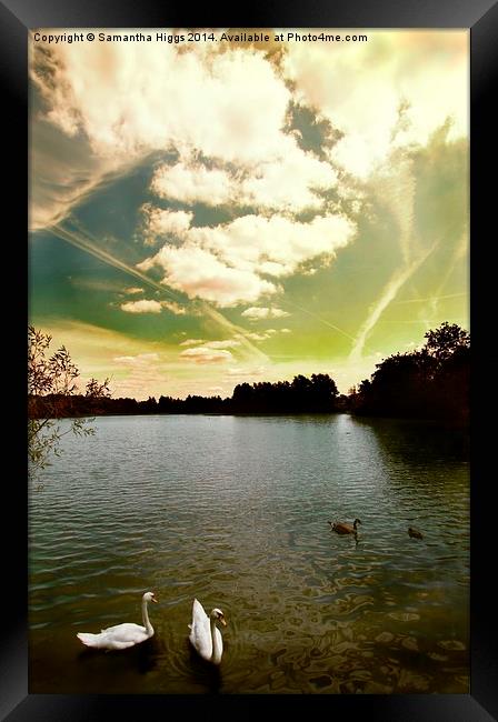 Swans and Sky at Thatcham Lakes Framed Print by Samantha Higgs