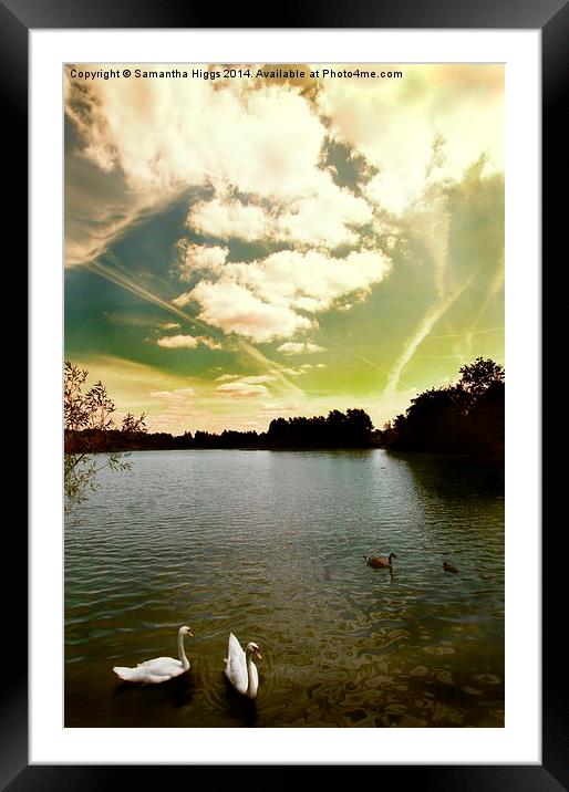 Swans and Sky at Thatcham Lakes Framed Mounted Print by Samantha Higgs