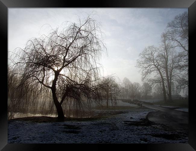 Willow in the Mist Framed Print by Samantha Higgs