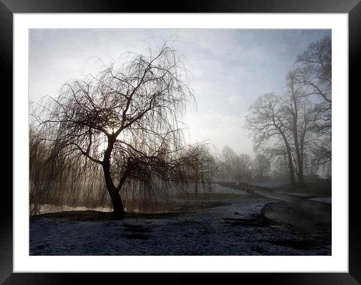 Willow in the Mist Framed Mounted Print by Samantha Higgs