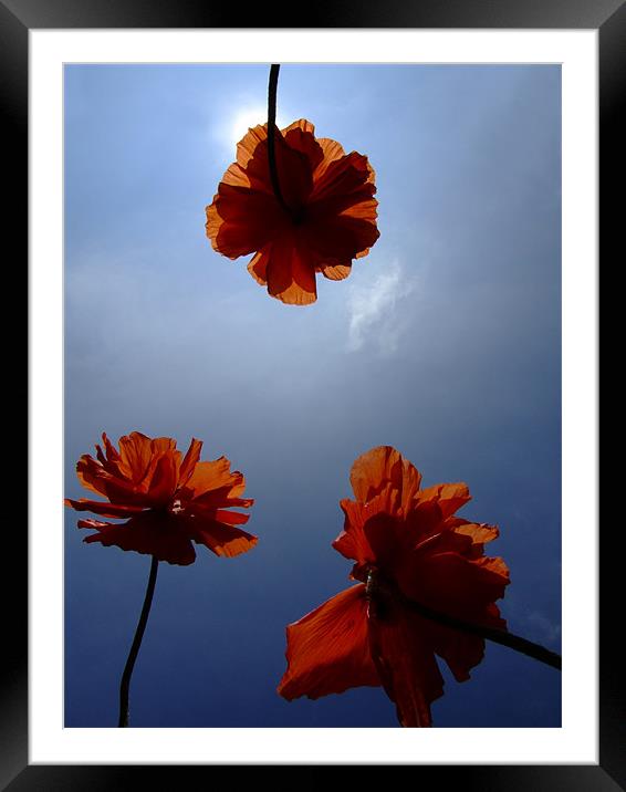 Poppies Framed Mounted Print by Samantha Higgs