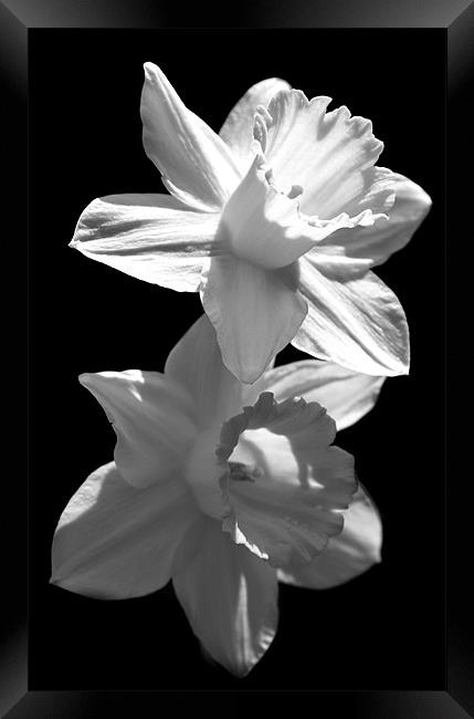 Daffodils in Black and White Framed Print by Samantha Higgs