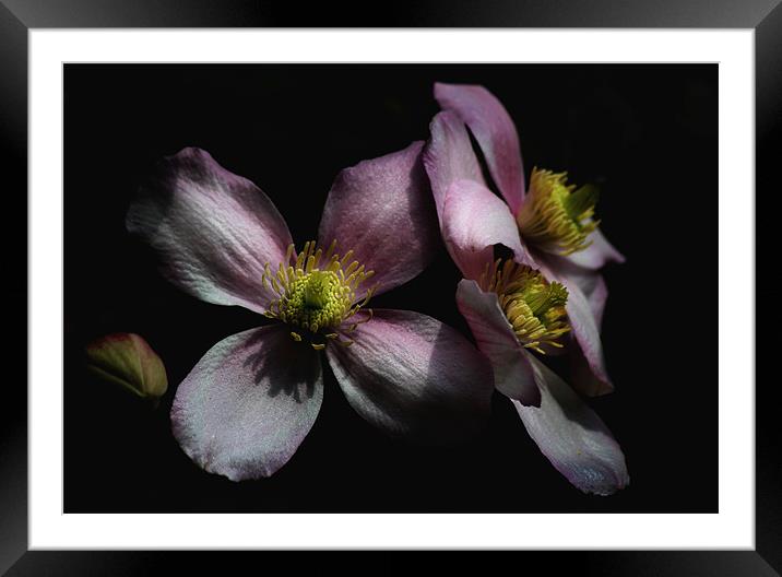 Clematis Framed Mounted Print by Samantha Higgs