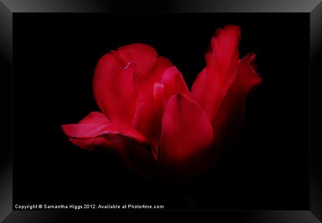 Patricia's Tulip Framed Print by Samantha Higgs